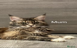 Maine Coon cats for sale: Tica Stunning Kittens  - Image 13