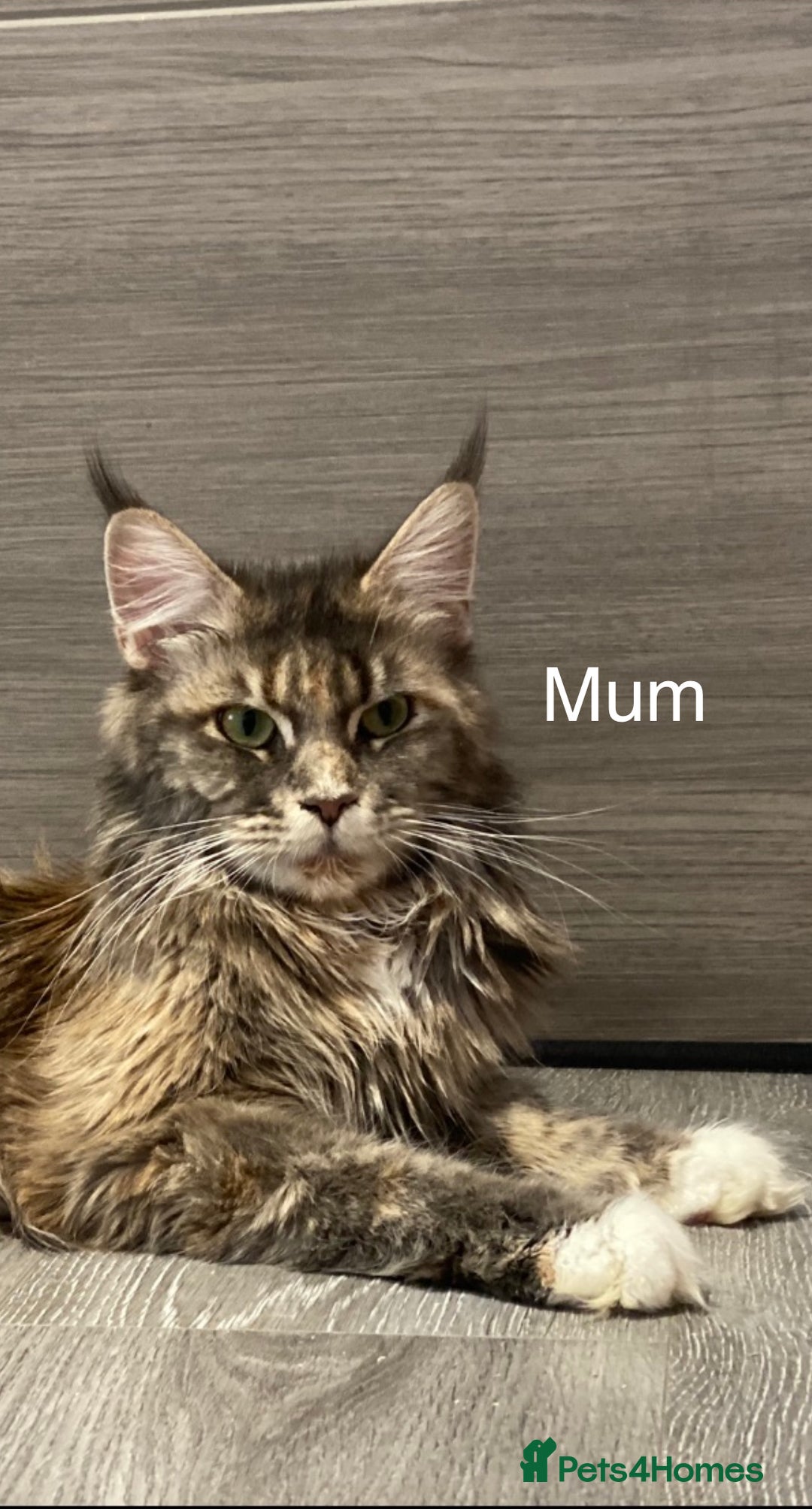 Maine Coon cats for sale: Tica Stunning Kittens  - Image 13