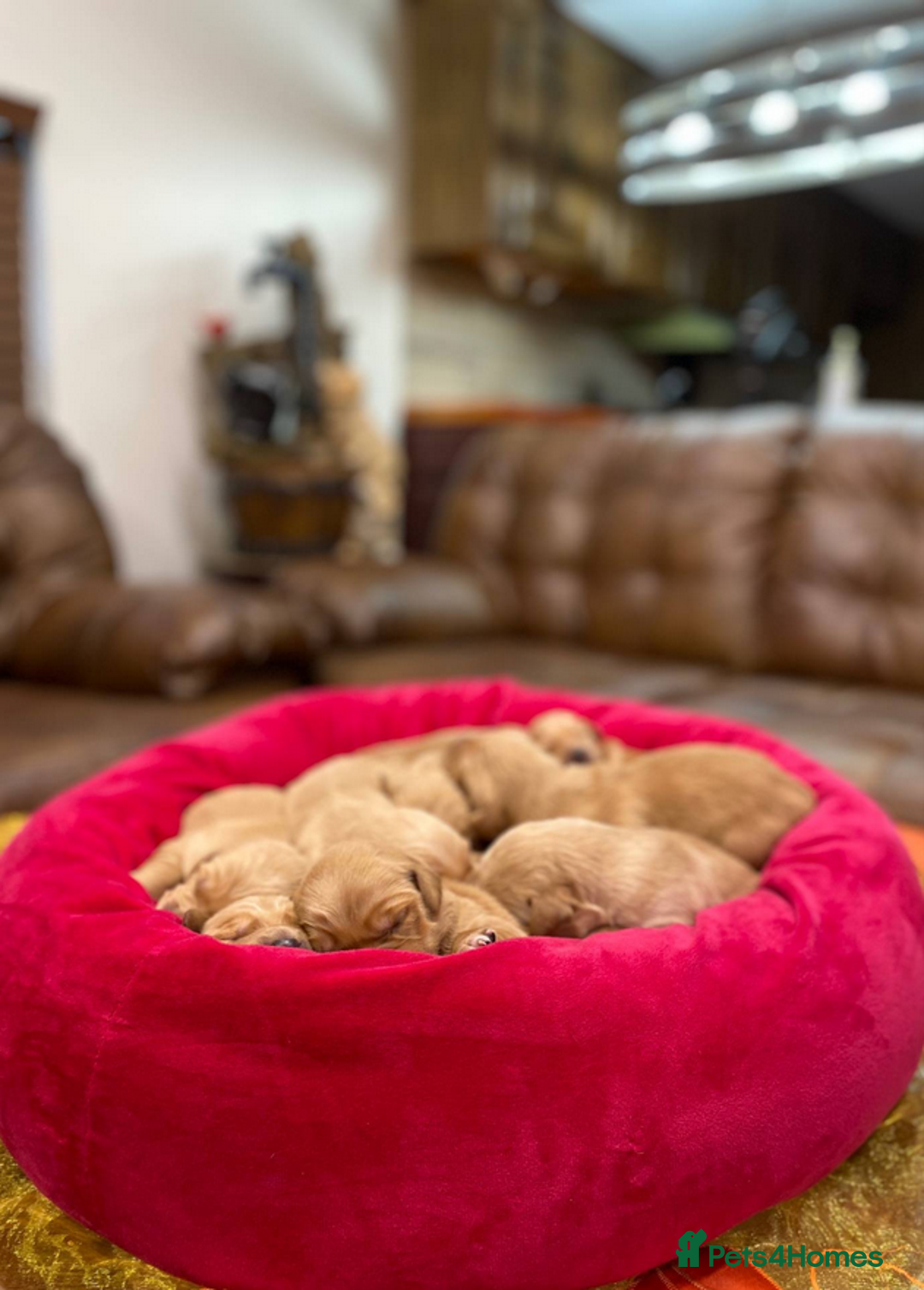 Golden Retriever dogs for sale: beautiful litter of kc Golden Retriever puppies - Image 9