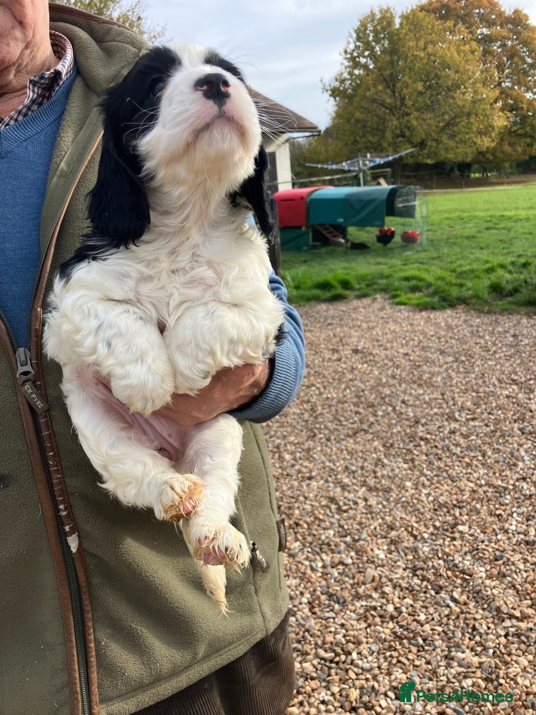 Cockapoo dogs for sale: Cockapoo pups for sale  - Image 2
