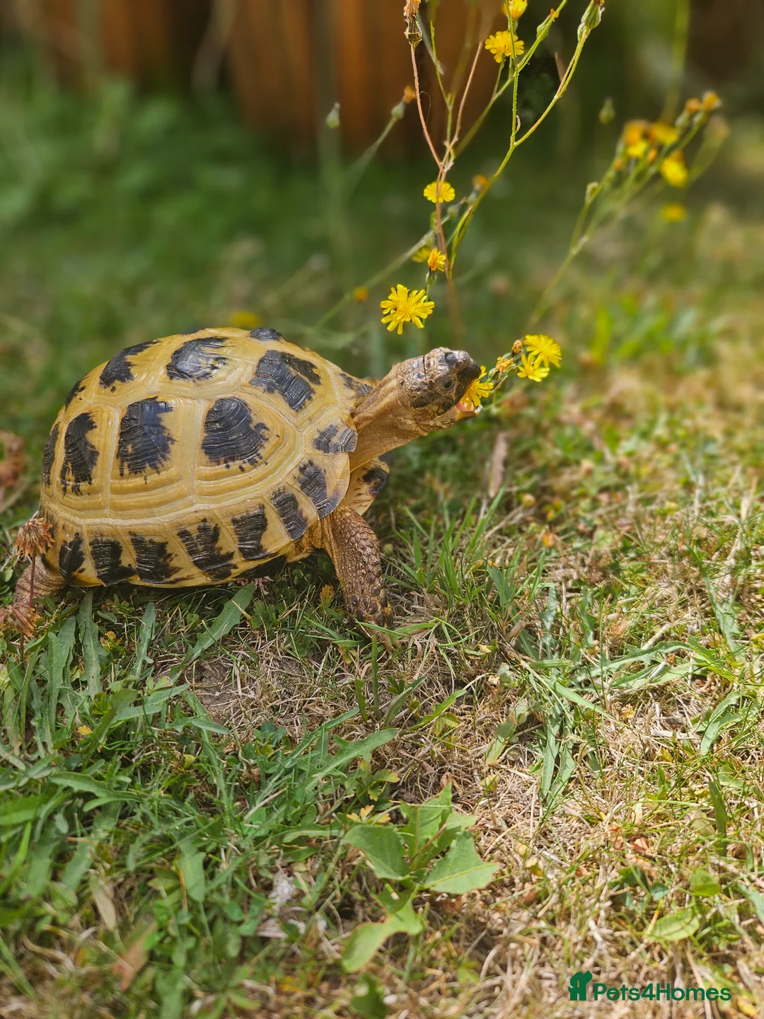 Tortoise reptiles for sale: Two horsefield tortoises -male and femal in Faversham - Advert 2