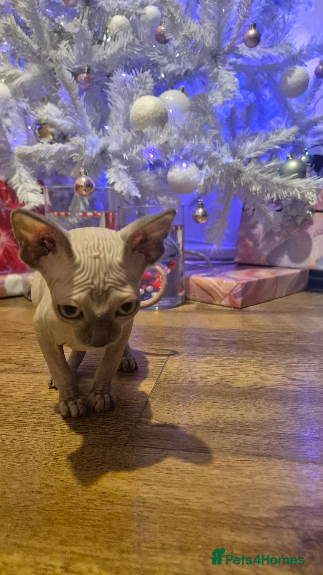 Sphynx cats for sale: Exclusive Sphynx Kittens Looking for Forever Homes - Advert 15