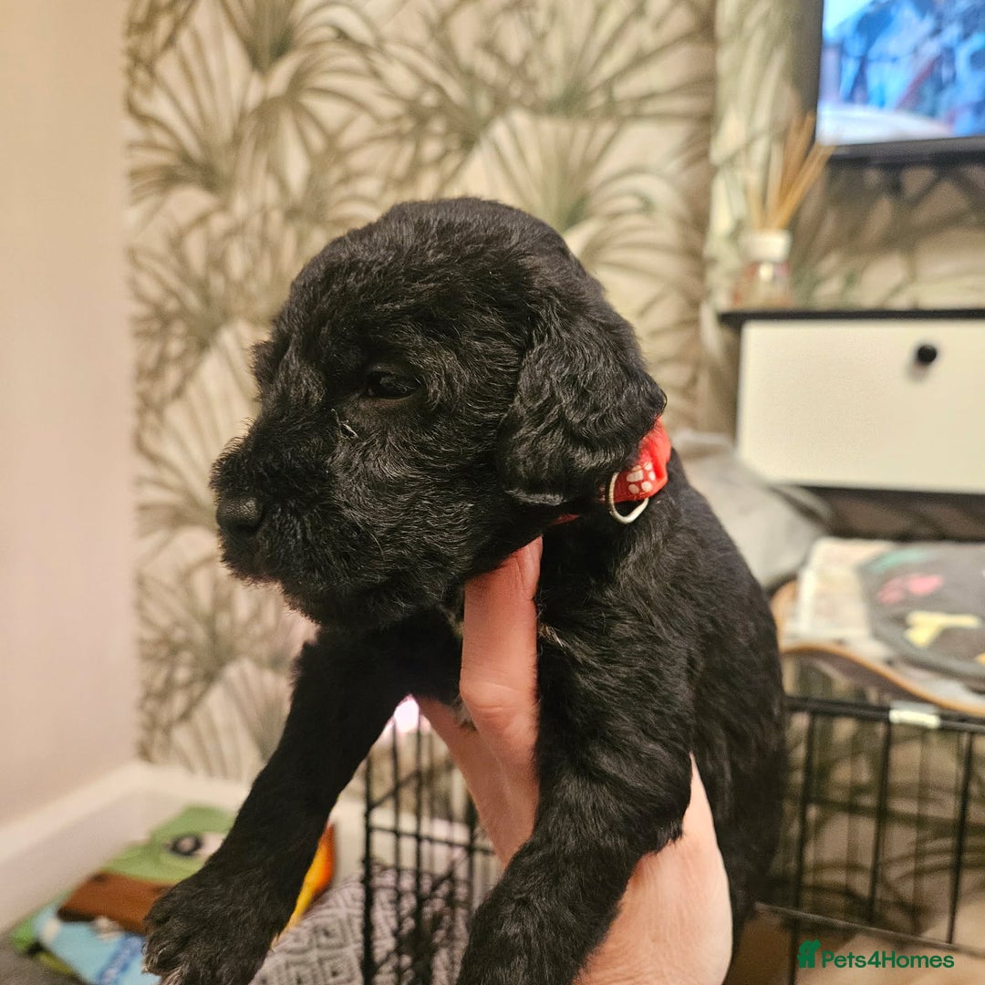 Bedlington Terrier dogs for sale: Bedlington whippet  - Advert 8