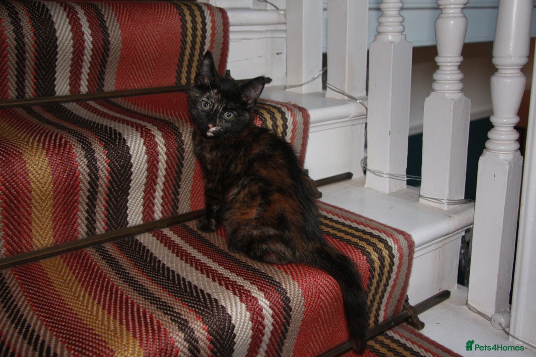 Mixed Breed cats for sale: Little girl ready to go ASAP - Advert 3