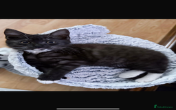 Maine Coon cats for sale: Cat & Kitten for sale  - Image 2