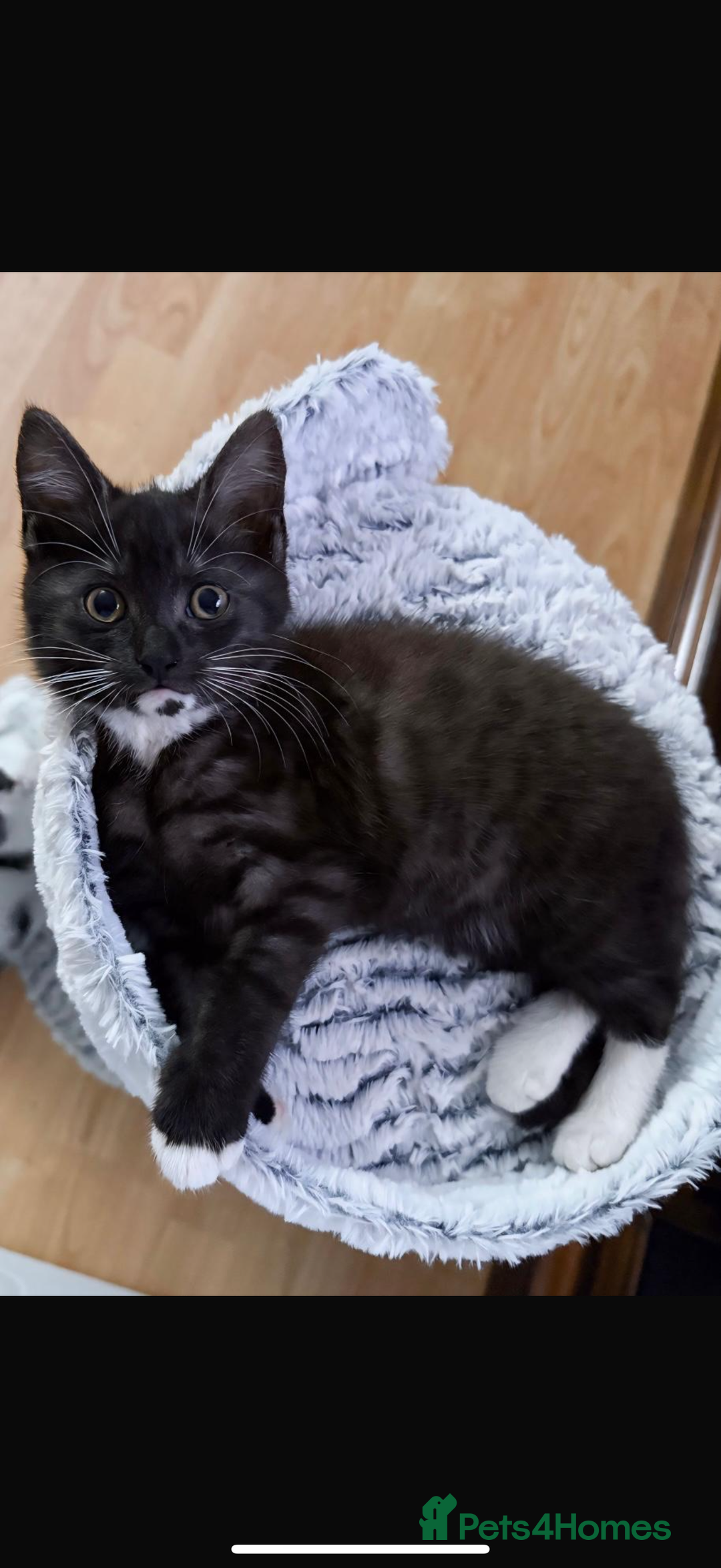 Maine Coon cats for sale: Cat & Kitten for sale  - Image 2