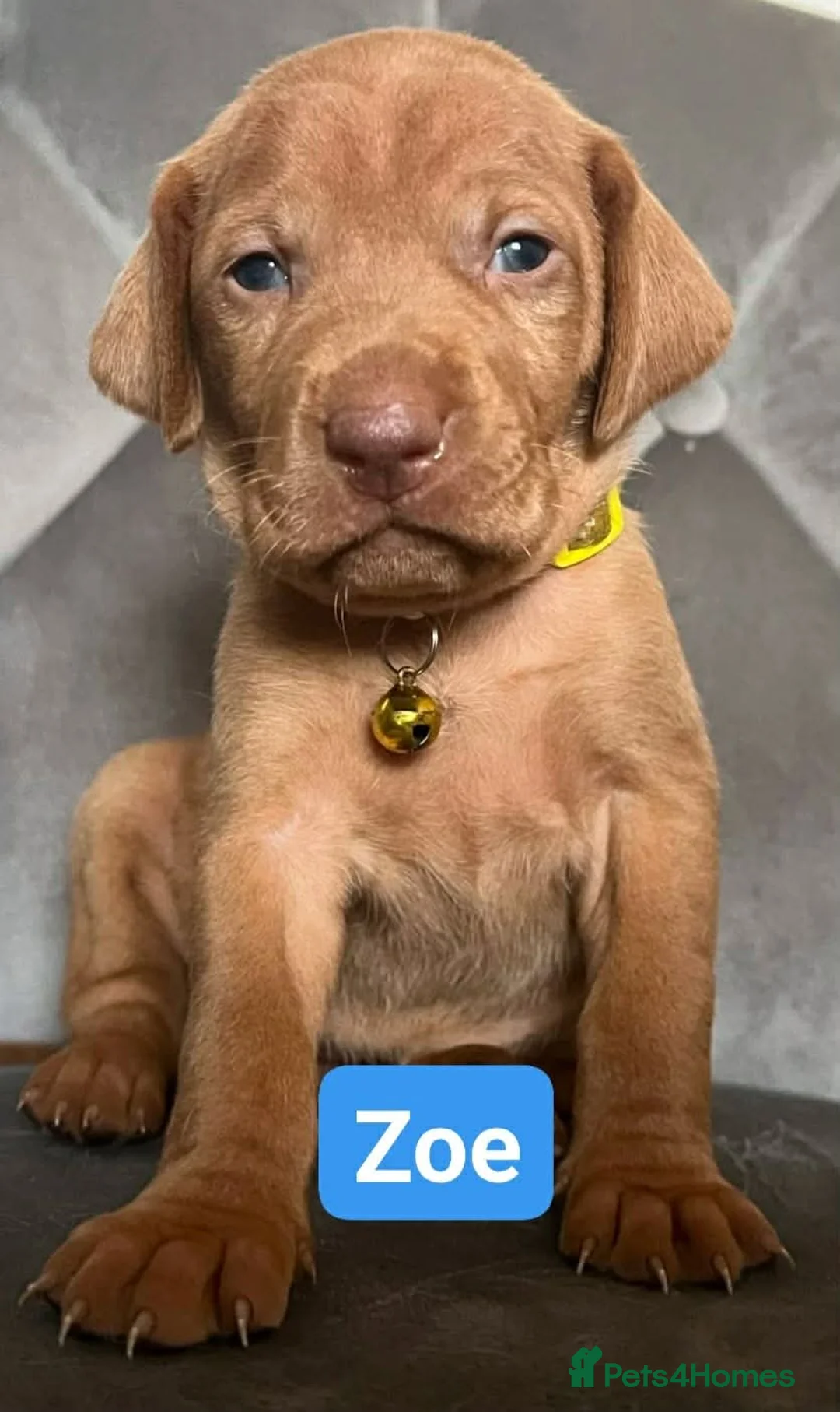 Hungarian Vizsla dogs for sale: Extra Ordinary Beautiful Hungarian Vizsla - Advert 19