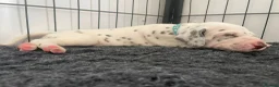 Dalmatian dogs for sale: Exceptional KC Liver Spotted Dalmatian Puppies - Advert 5