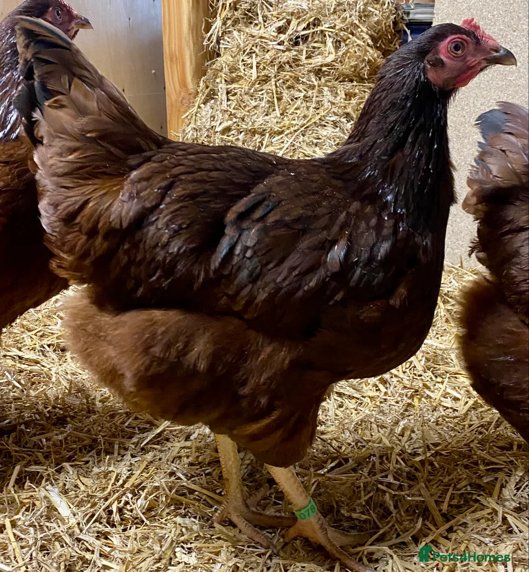 Chickens poultry for sale: Rhode Island Red - Advert 2