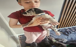 Great Dane dogs for sale: Great dane puppies  - Image 25