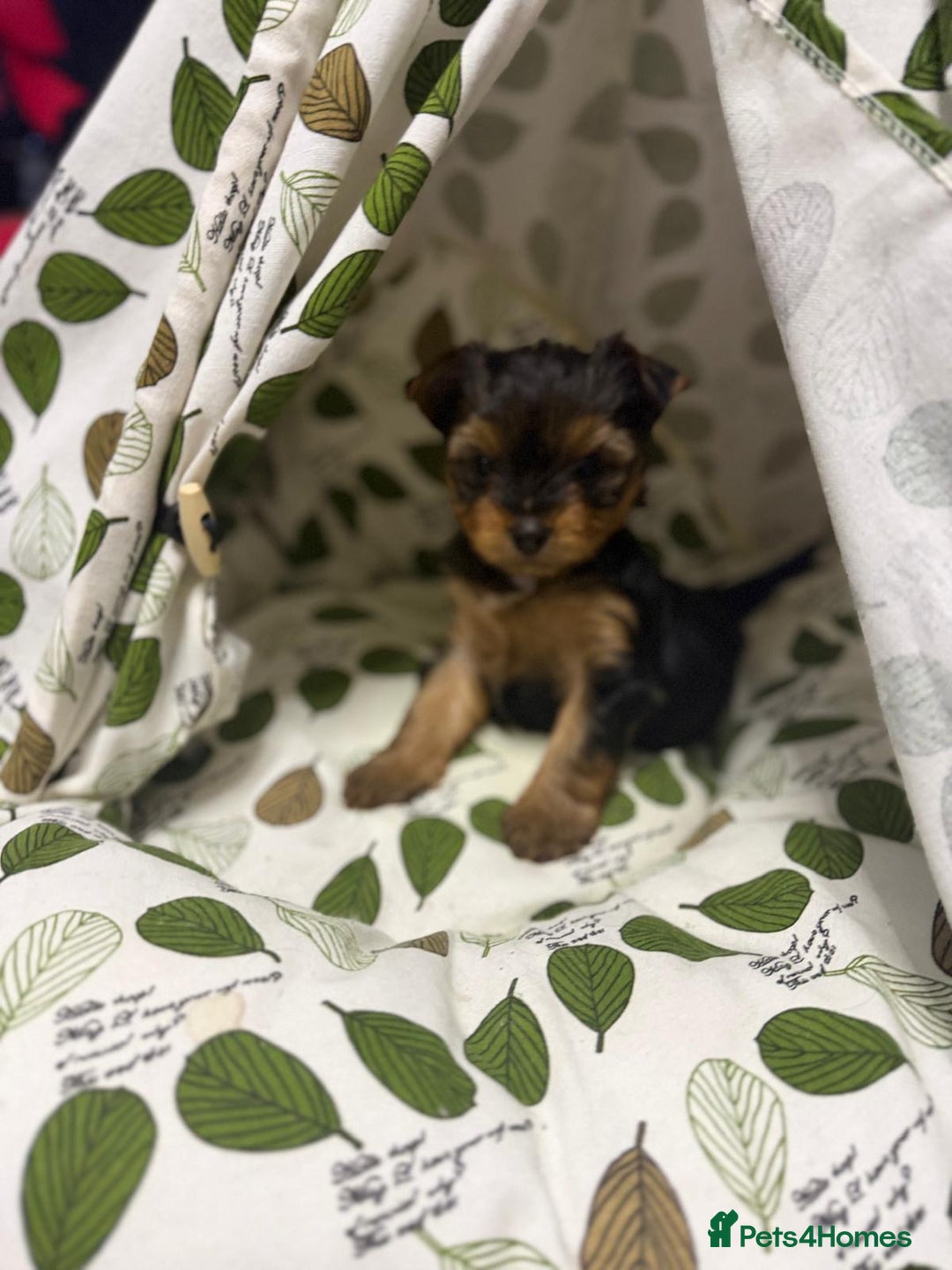 Yorkshire Terrier dogs for sale: Yorkshire Terrier puppies looking for new homes  - Advert 18