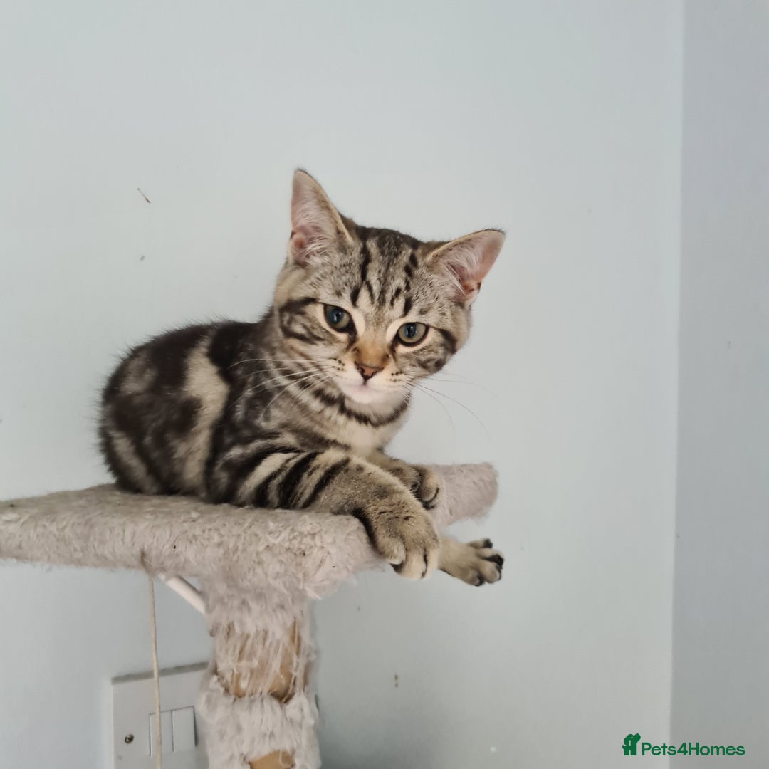 Scottish Fold cats for sale: Urgent sale of Scottish Fold kitten in London - Image 4