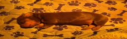 Miniature Dachshund dogs for sale: KC Reg Miniature Dachshund Puppies For Sale in Hove - Advert 10