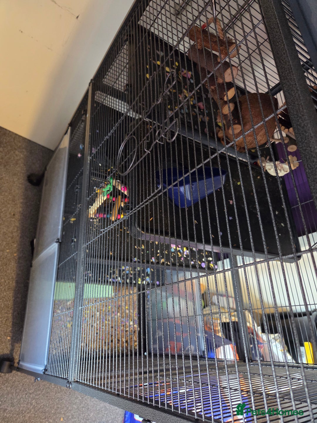 Rat rodents for sale: 3x female rate and set up - Advert 2