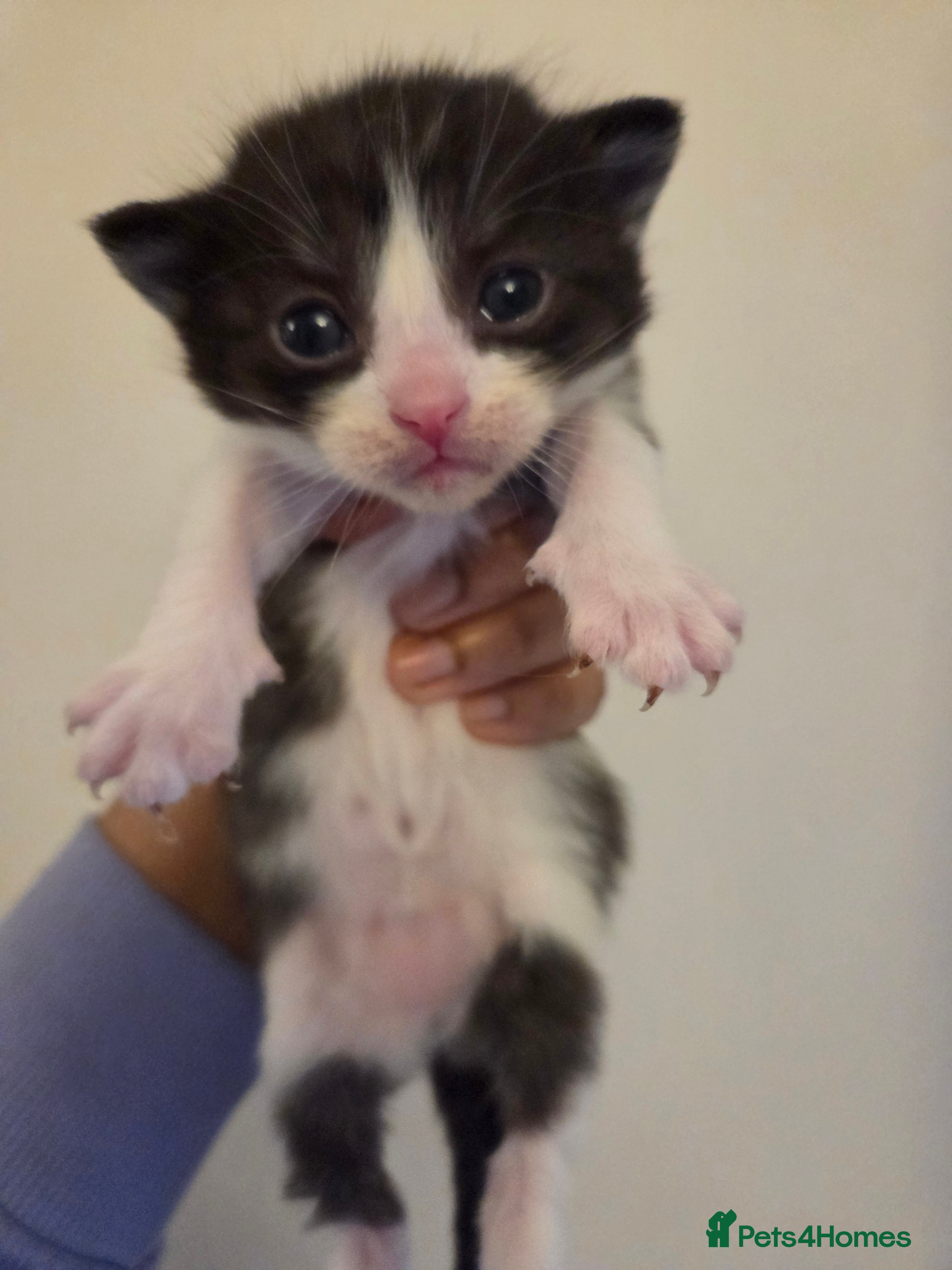 Mixed Breed cats RAGDOLL X SCOTTISH STRAIGHT  - Advert 11