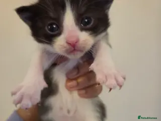 Mixed Breed cats RAGDOLL X SCOTTISH STRAIGHT - Advert 11