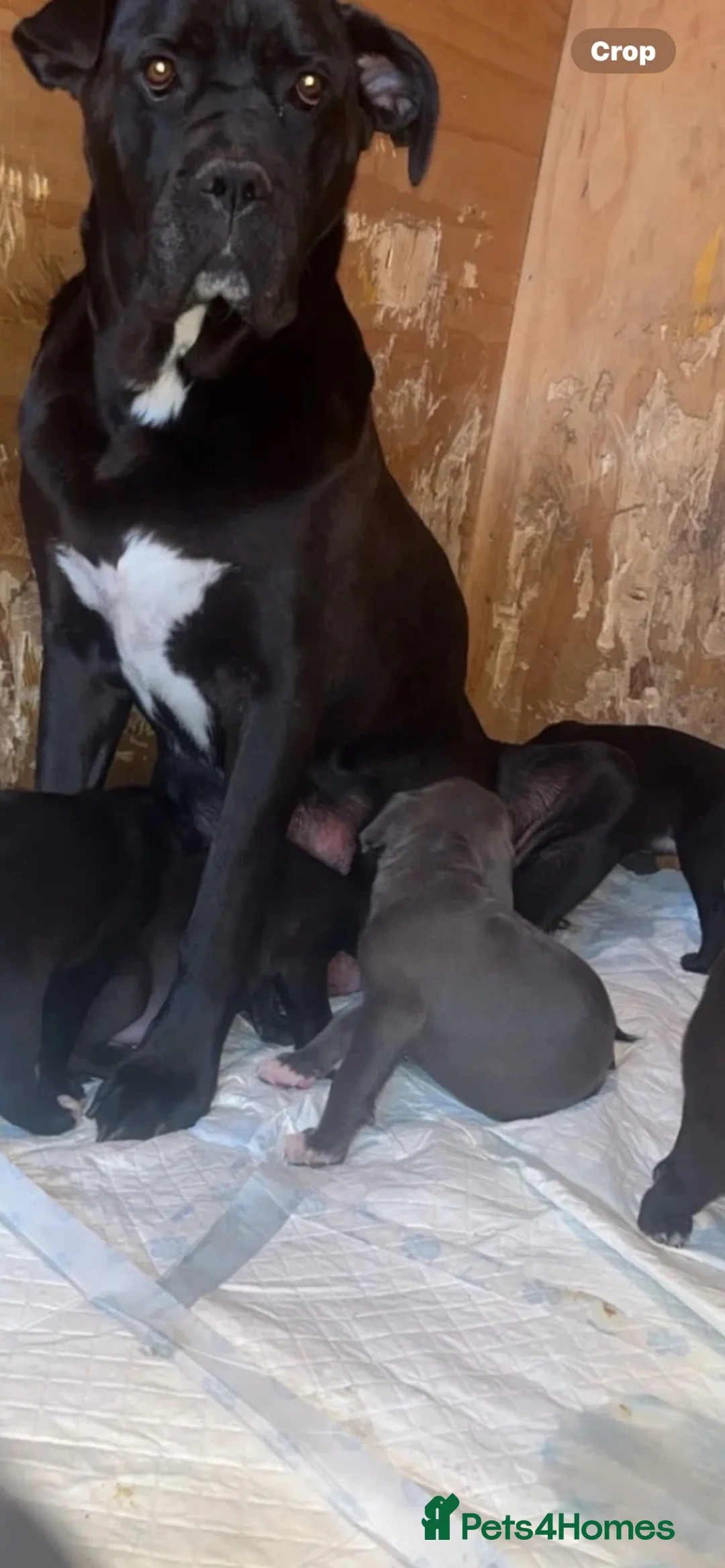 Cane Corso dogs for sale: Cane corso puppy (female)  - Advert 5