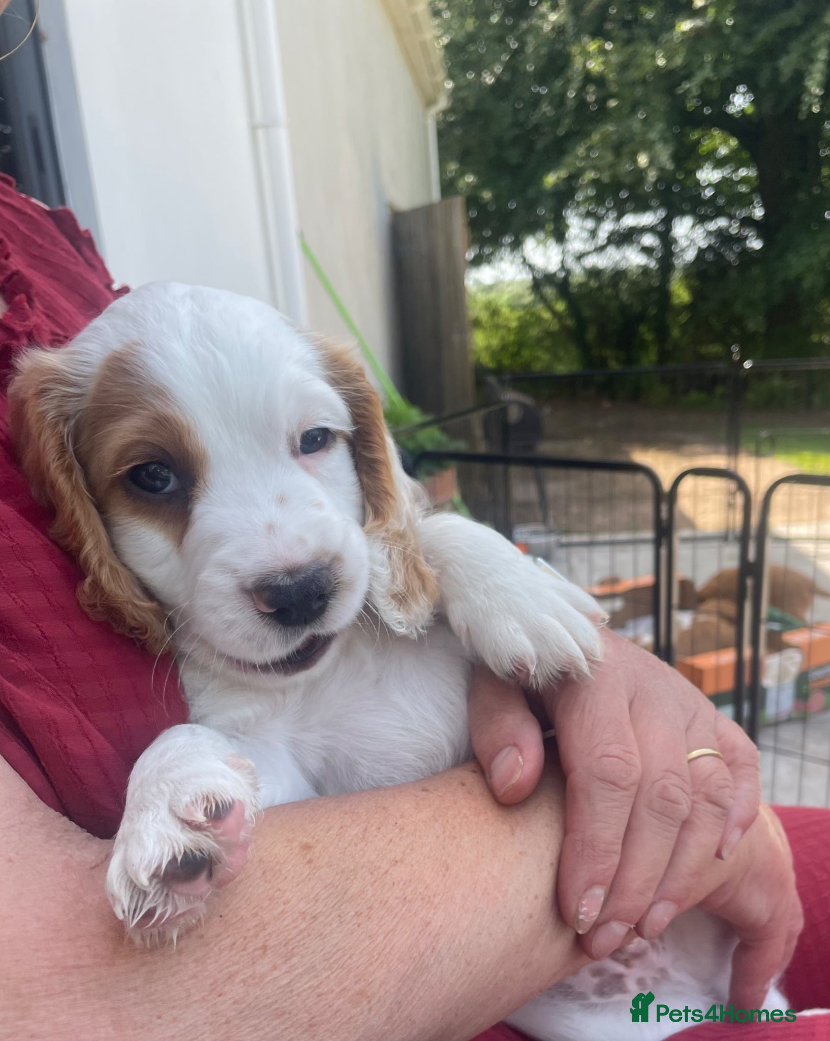 Cocker Spaniel dogs Stunning Working Cocker Spaniel Puppy For Sale - Advert 2