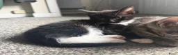 Mixed Breed cats for sale: Tuxedo kittens ready for thier new homes  - Advert 3