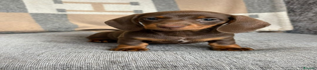 Miniature Dachshund Puppy 2
