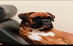 Boxer dogs for sale: 18Month Female Boxer Looking for Her Forever Home  - Image 2