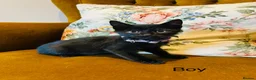 Mixed Breed cats for sale: *READY NOW* 3 Beautiful Black Kittens  - Advert 5