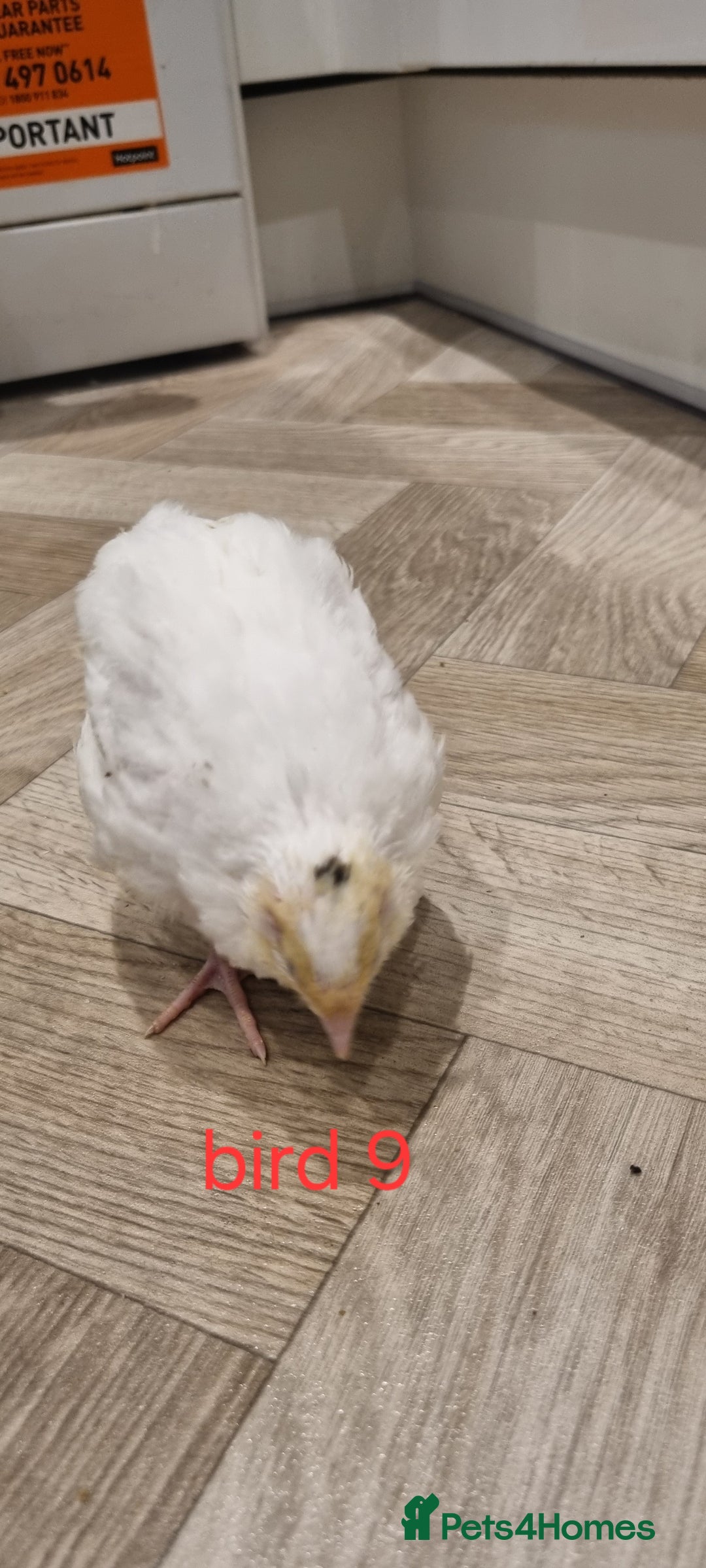 Quail poultry for sale: Coturnix quail three week old (not sexed)  - Image 19