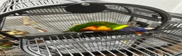 Lorikeets birds for sale: Beautiful male  lorikeet  silly tame for sale - Advert 3