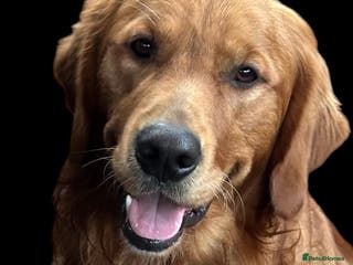 Golden Retriever dogs Beautiful KC reg DNA 🧬 clear proven - Advert 1