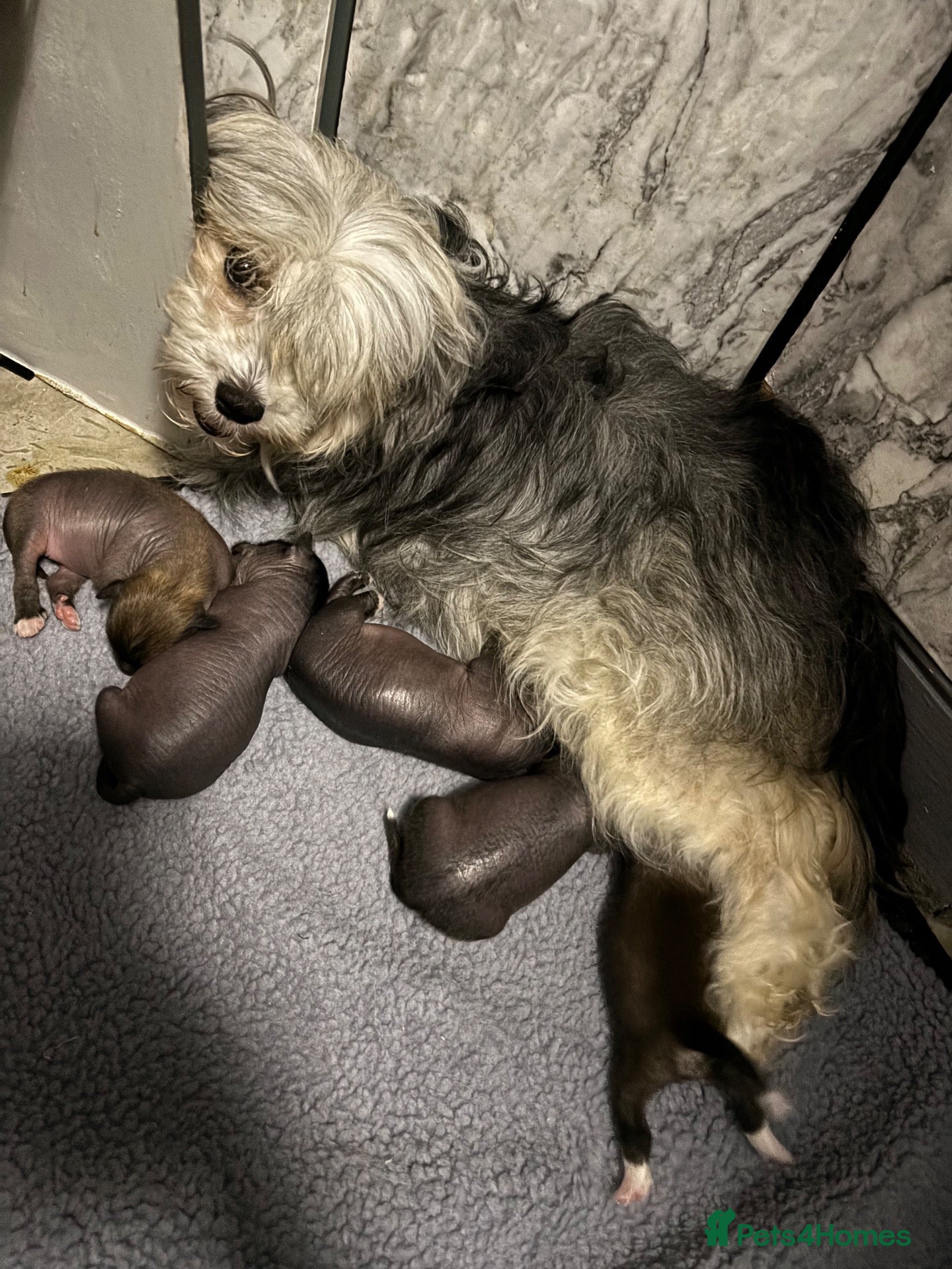 Chinese Crested dogs for sale: Xx chinese crested puppies xx - Advert 2