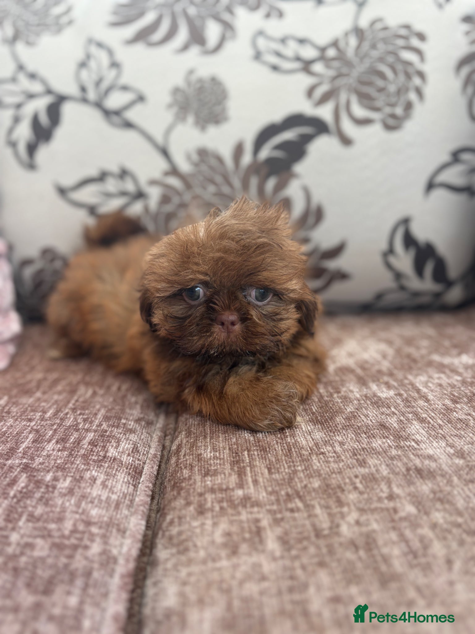 Shih Tzu dogs Little Lion 🦁 Last Boy Health Tested KC   - Advert 1