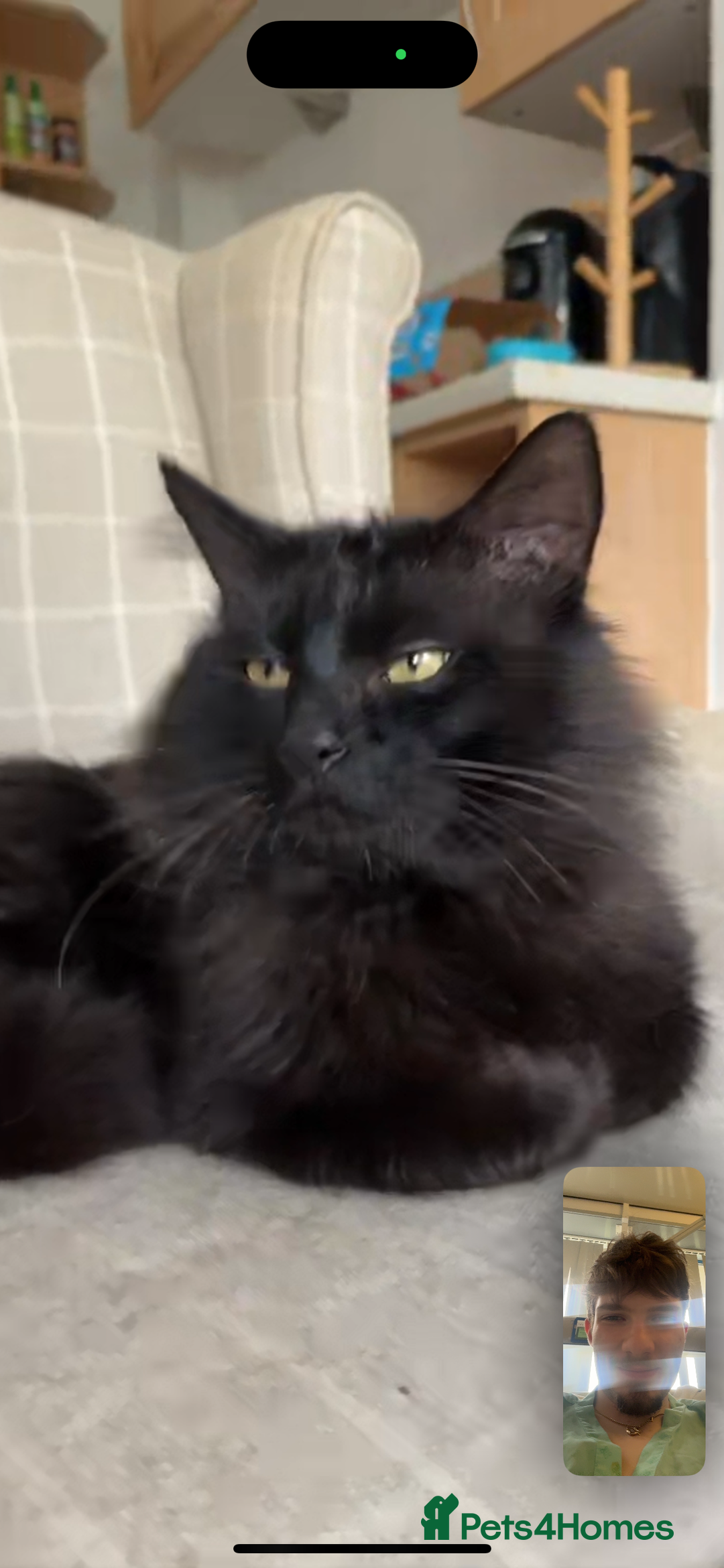 Norwegian Forest Cat cats for sale: Four Year old Norwegian Forest Cat For Sale - Image 10