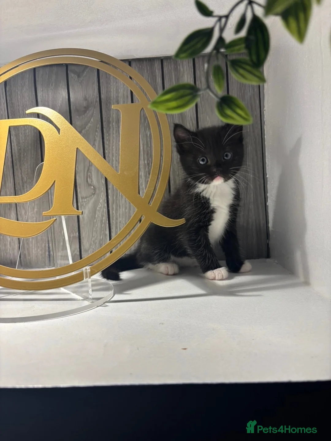 Mixed Breed cats for sale: Ragdoll X kittens  in Stratford-upon-Avon - Advert 3