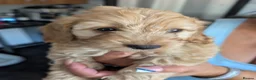 Cockapoo dogs for sale: ❤️ Beautiful Cockerpoo Puppies 2 Girls & 4 Boys ❤️ - Advert 2