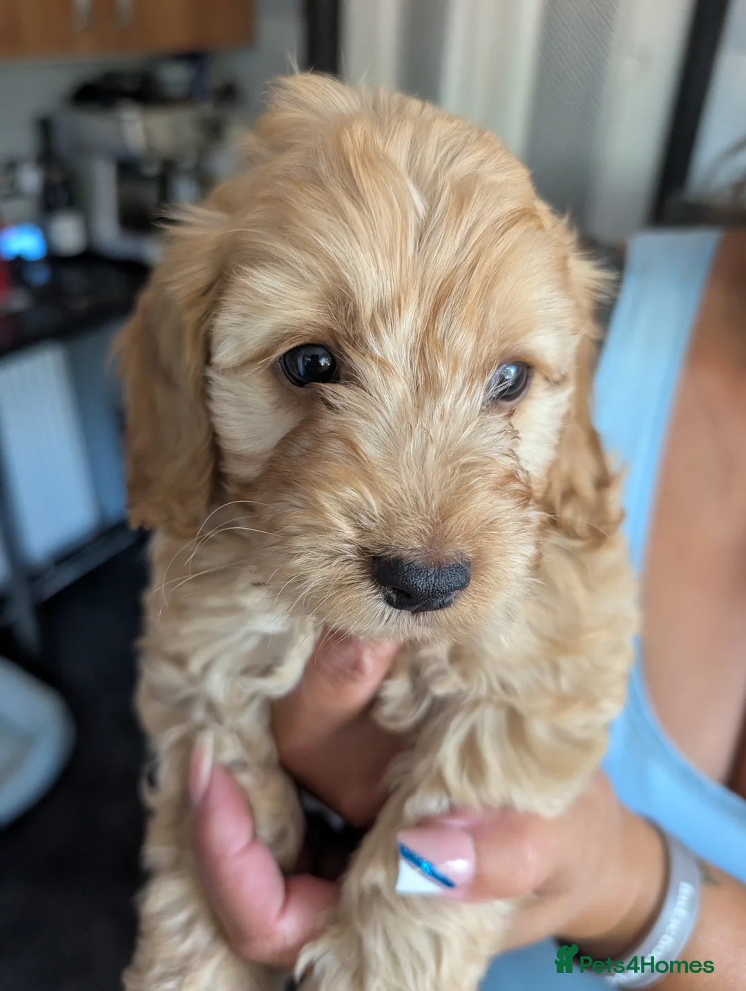 Cockapoo dogs for sale: ❤️ Beautiful Cockerpoo Puppies 2 Girls & 4 Boys ❤️ - Advert 2