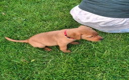 Labrador Retriever dogs for sale: 5th generation pedigree labs - Image 3