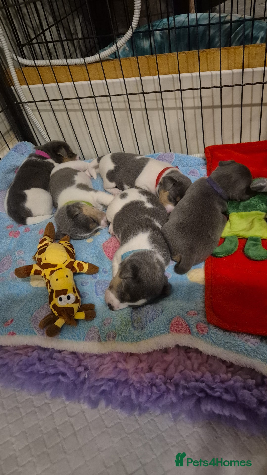 Jack Russell dogs for sale: Beautiful Blue tri miniature jack russells  - Image 9