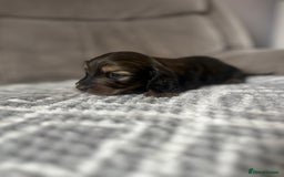 Miniature Dachshund dogs for sale: KC Longhaired Miniature Dachshunds  - Image 37
