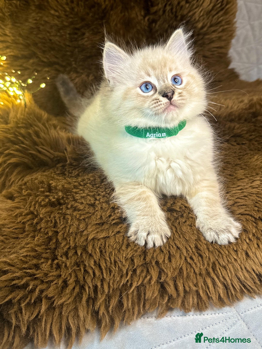 Ragdoll cats for sale: GCCF Sealpoint Mitted/Blue Lynx Ragdoll kittens - Image 9