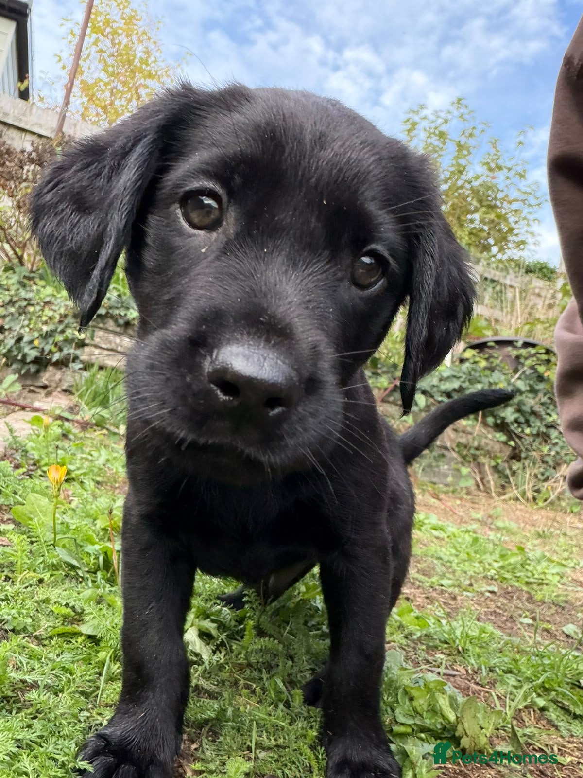 Labrador Retriever dogs Black Labs Ready to Go! - Advert 2