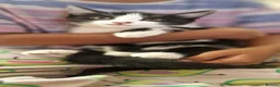 Mixed Breed cats for sale: Domestic Cat - Advert 4