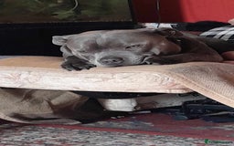 Staffordshire Bull Terrier dogs for stud: Blue staffy for stud - Image 5