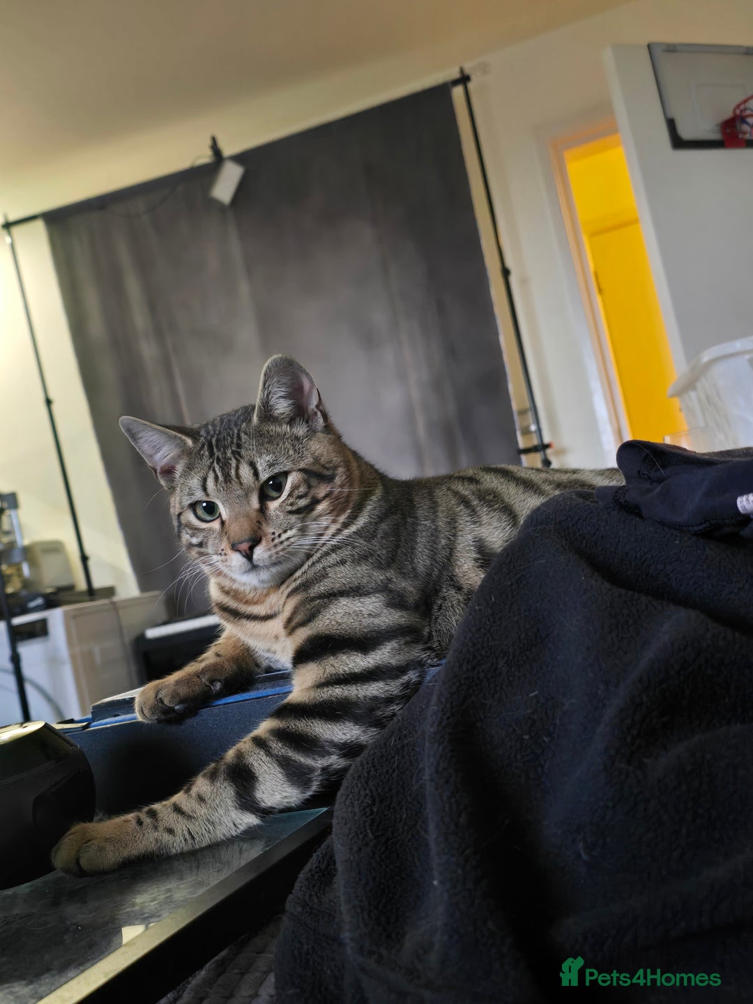 Bengal cats for sale: Male Bengal kitten 8 month Un-neutered  - Advert 2