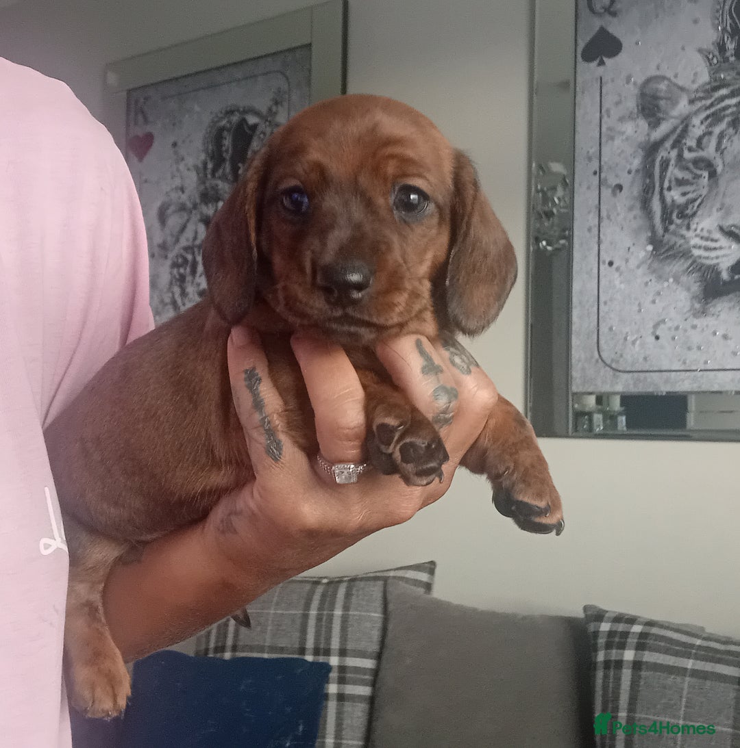 Miniature Dachshund dogs for sale: Our pick of the litter needs her forever 🏡 - Advert 27