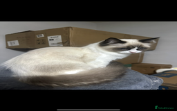 Ragdoll cats for sale: Female - Image 2