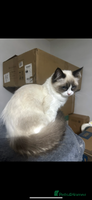 Ragdoll cats - Advert 11
