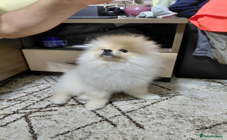 Pomeranian dogs - Advert 13