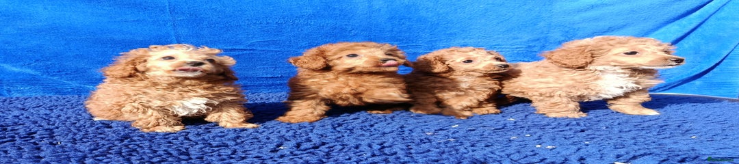 Toy Poodle Puppy 3