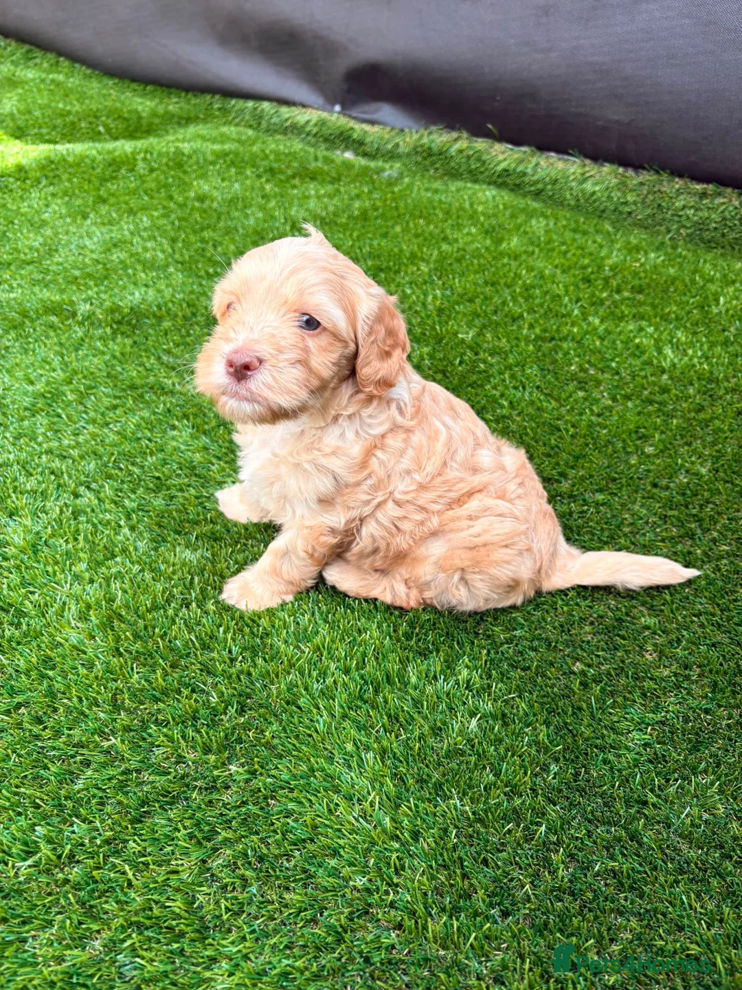 Cockapoo dogs for sale: Cockerpoo - Advert 1
