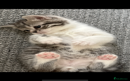 British Shorthair cats for sale: Beautiful half BSH Kittens  - Image 14